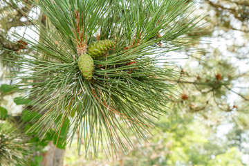 Branch of pine tree with cones in natural background.