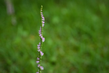 ネジバナの咲く季節