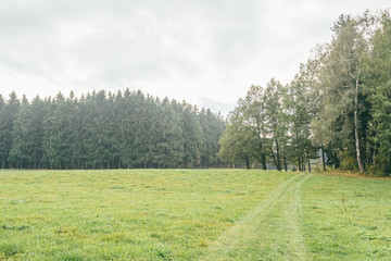 forest edge in the morning mist