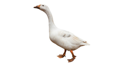 White goose isolated on white background