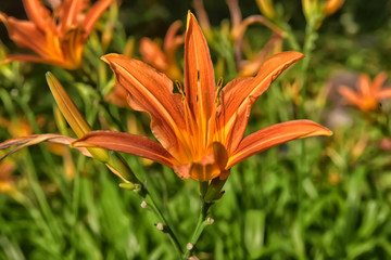 orange lily on the lawn