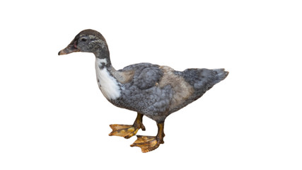 Geese in Thailand, isolated on a white background
