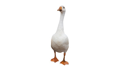 White goose isolated on white background