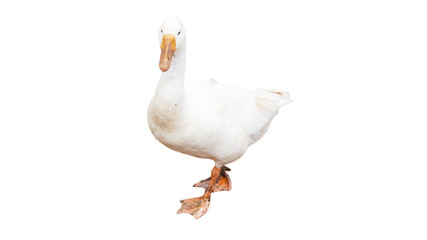 White goose isolated on white background