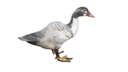 Geese in Thailand, isolated on a white background