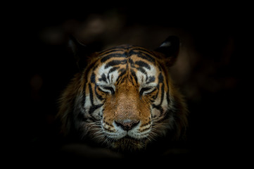 Tiger face on black background