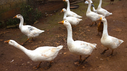 White duck on a duck farm in northern Thailand