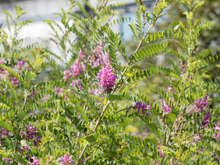 (Indigofera heterantha) Indigo de l'himalaya