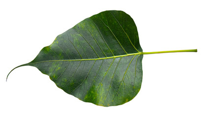 Obraz premium Isolated green leaves on a white background