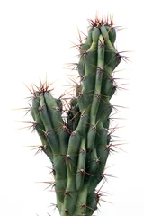 Foto op Plexiglas cactus geïsoleerd op witte achtergrond © Theeranad