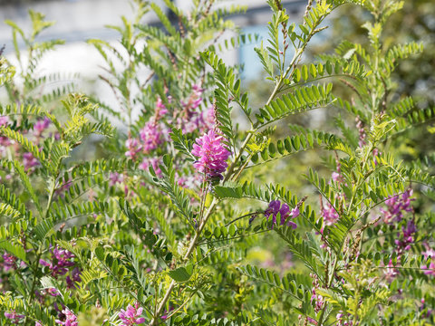 (Indigofera heterantha) Indigo de l'himalaya