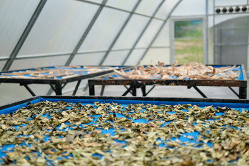 herb spice drying in sun solar dryer greenhouse by sunlight.