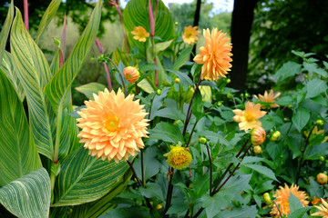 Gelbe Dahlien im Stadtpark