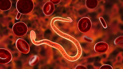 Fotobehang Wuchereria bancrofti, a roundworm nematode, one of the causative agents of lymphatic filariasis, 3D illustration showing presence of sheath around the worm and tail niclei non-extending to tip © Dr_Microbe