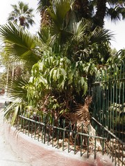 A visit to public garden Giza Zoo  Egypt 21 8 2019