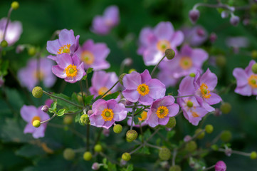 Anemone hupehensis japonica in bloom, beautiful pink flowering park ornamental plant