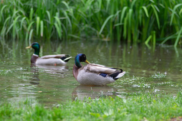 Group of male ducks in small pond in public park, beautiful males birds washing feathers and swimming