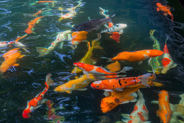 Colorful Koi fish swimming waiting for food in a pond can be use to background, wallpaper,screensaver, copy-space, add-text, Japan Traditional Art is concept.