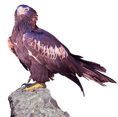 Majestic wedge-tailed eagle (Aquila audax) . The largest Australian eagle. Isolated on white background