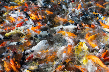 Colorful Koi fish swimming in pond