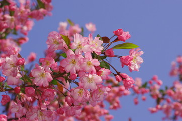 사과꽃. 꽃사과. 이미지