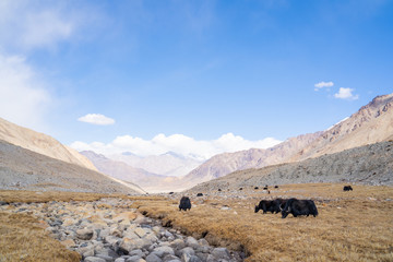 Fototapeta na wymiar A view of a group of yak is eating in the field with the snow mountain in Ladakh, India.