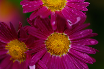 the most beautiful flower of autumn; chrysanthemum