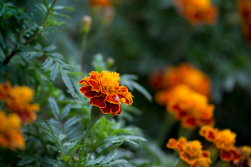 Marigold Tagetes Cottage, some species of this type are planted as ornamental plants