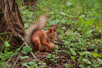 Naklejka na ściany i meble orange squirrel. flurry squirrel holds in its paws a big walnut sitting on green grass in the forest