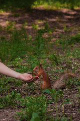 girl feeds a squirrel with nuts in the forest. squirrel chooses the biggest nut from the human palm. sociable friendly animals in the city park