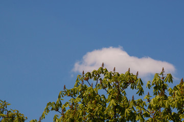 A white cloud lies on top of a chestnut tree. Blue bright summer sky with a lone snow-white cloud. Juicy greens of a chestnut tree.