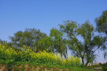 유채. 한강. 봄.  공원. 산책. 