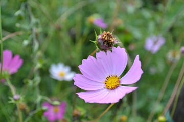 Kosmeya or Cosmos-ornamental garden plants