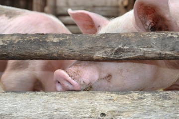 Russian village farmstead, pig stuck his face through the fence poles