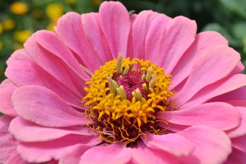 Obraz premium Zinnia graceful,flower with Terry inflorescence