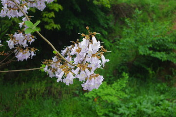 오동나무. 꽃. 오동나무꽃. 