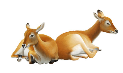 cartoon scene with koba lychee safari animal illustration for children