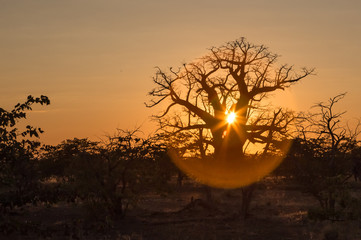 Baobab tree silhouette at sunset