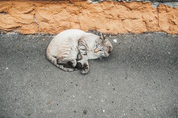 Homeless stray cat lying on asphalt near house.