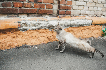 Homeless stray cat stretching on a street