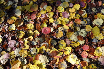 Colorfull autumn ground covered by poplar leaves in thewood