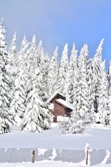 a hut near the fir forest in winter