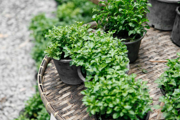 Watercress growing in plastic pot, selective focus