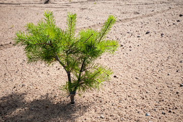 pine tree in the sand