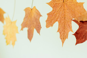  dry autumn maple leaves on a light background