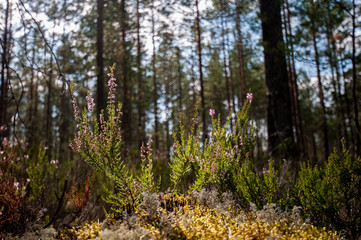 heather in the forest