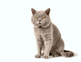  gray scottish cat sits on a white isolated background