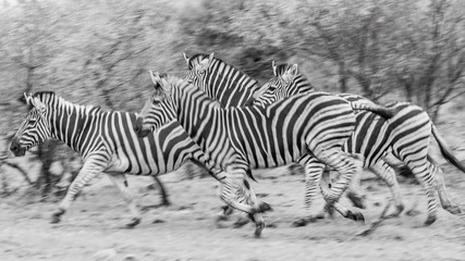 Fototapeta na wymiar Zebra running black and white with motion blur