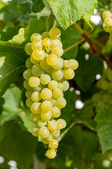 Closeup of a green grapevine on the vine