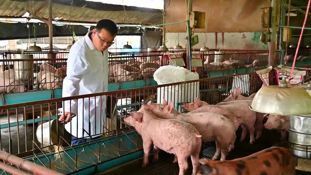 Asian veterinarian working and checking the big pig healthy in hog farms, animal and pigs farm industry